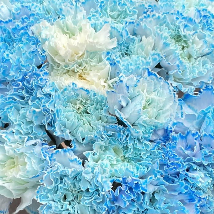 Гвоздика голубая Блю Молли