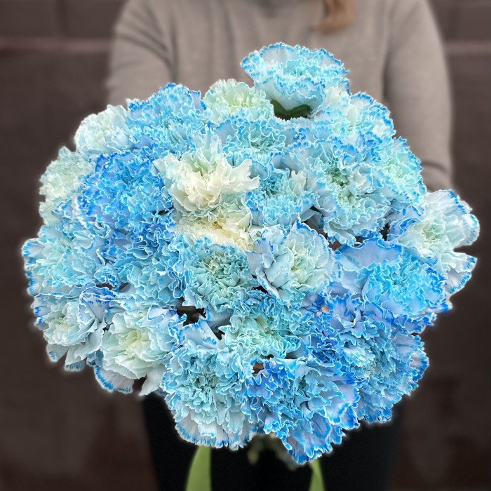 Гвоздика голубая Блю Молли