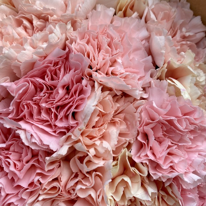 Нежный букет из гвоздик