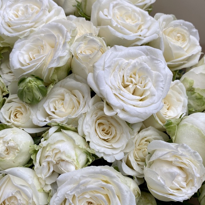 Букет из пионовидных роз Мисс Бомбастик