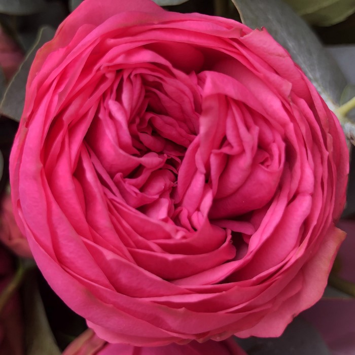 Букет Пинк Пиано (Pink Piano)