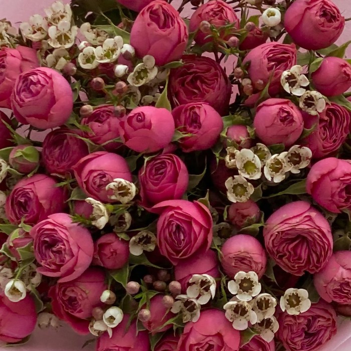 Букет пионовидных роз Гранд Трендсеттер с ваксфлауэром