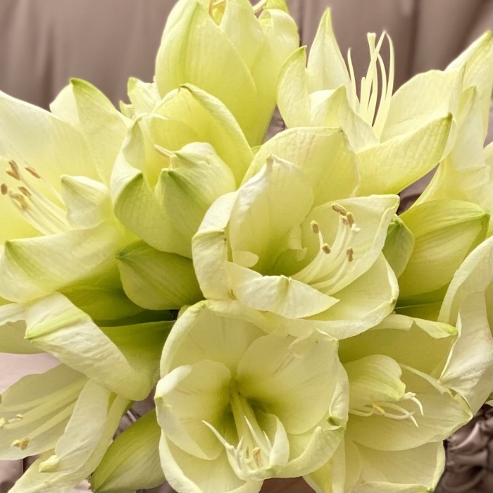 Амариллис белый