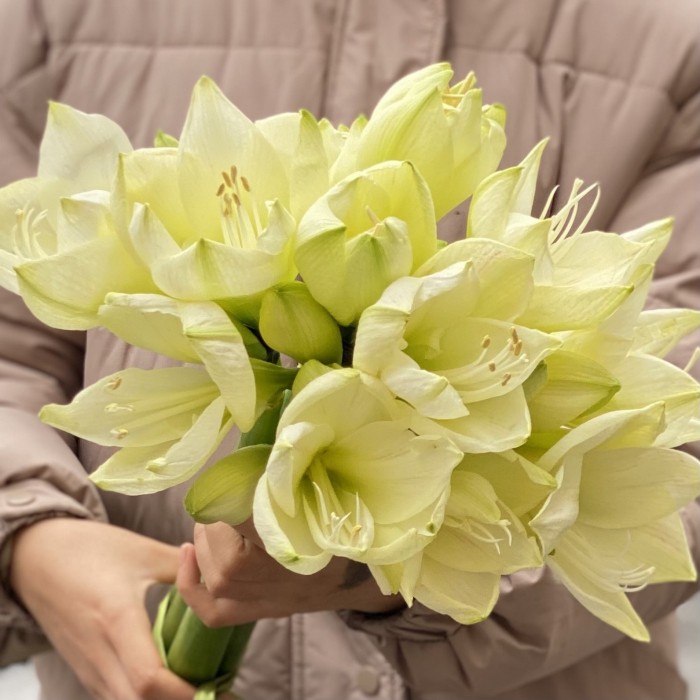 Амариллис белый