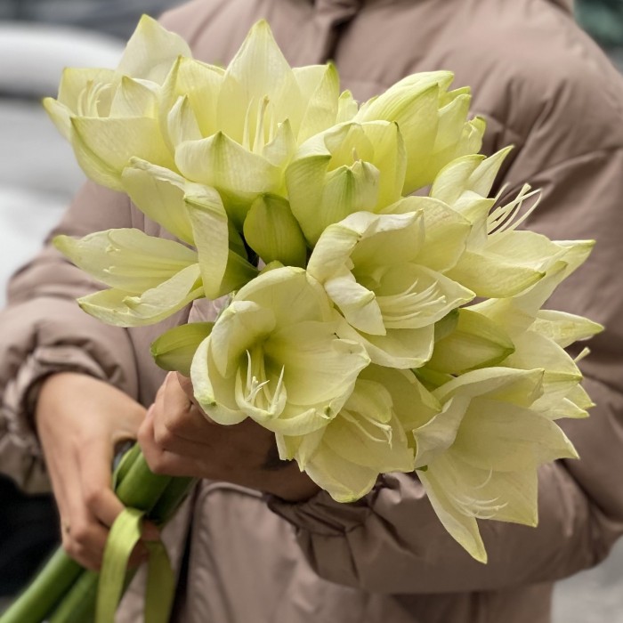 Амариллис белый