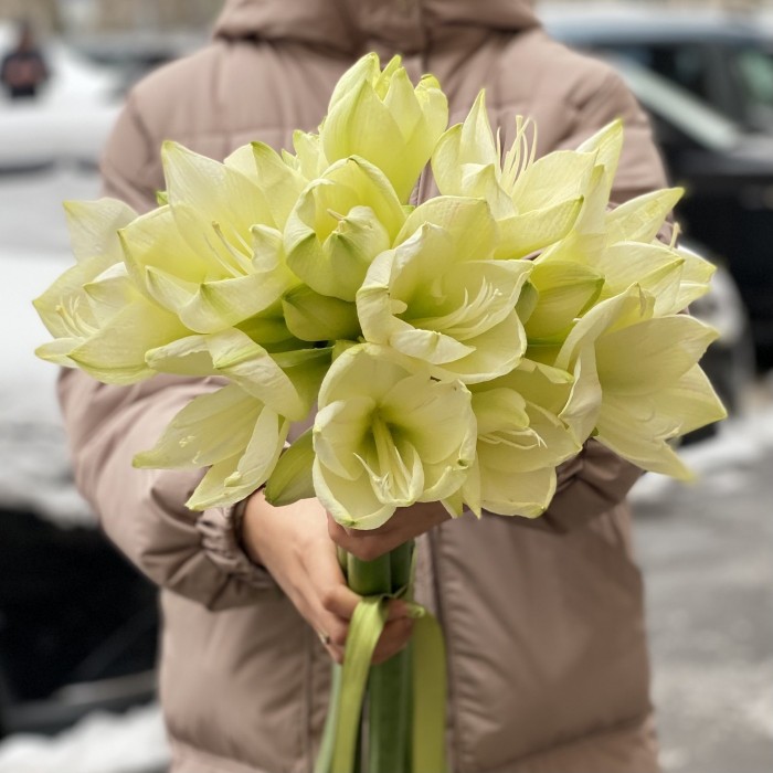 Амариллис белый