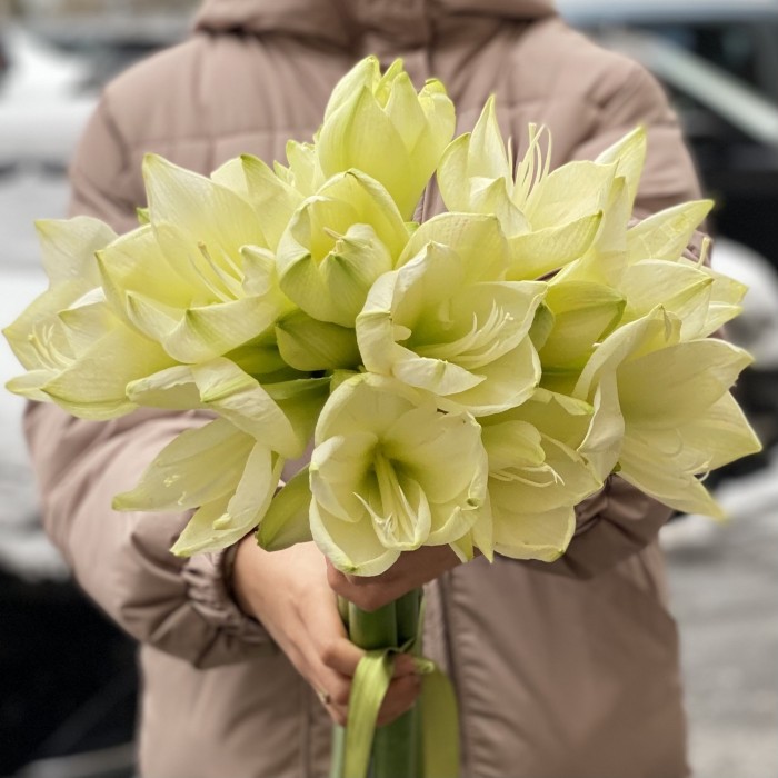 Амариллис белый