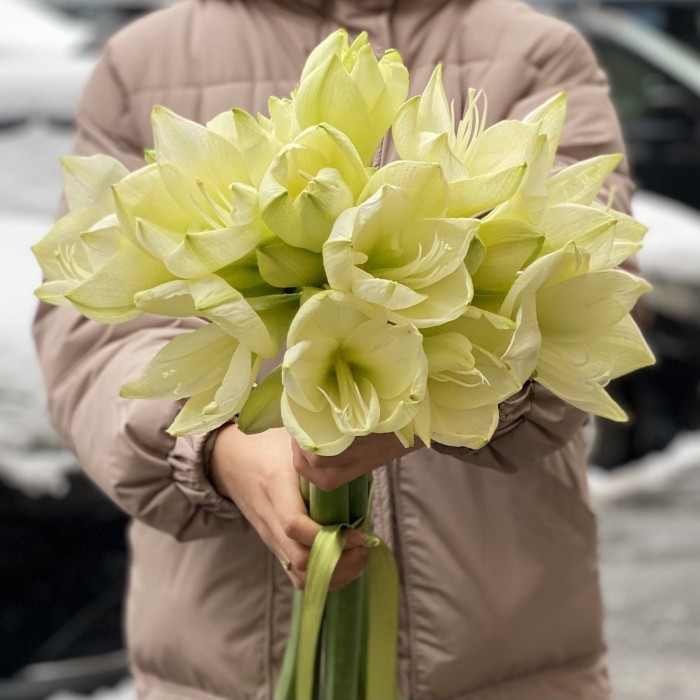 Амариллис белый