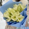 Букет из пяти амариллисов