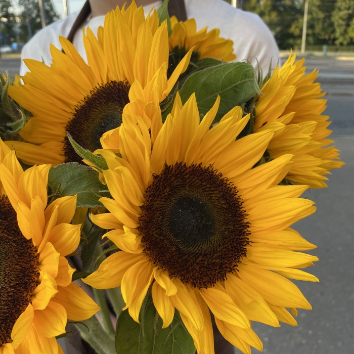 Монобукет из подсолнухов