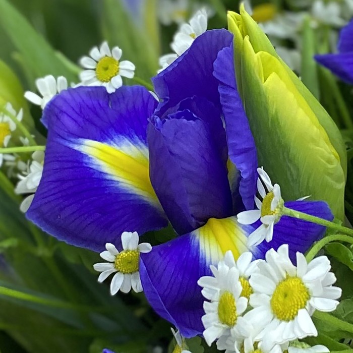 Чистая лазурь