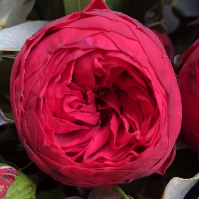 Букет Ред Пиано (Red Piano)