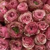 101 розовая пионовидная роза Белиз