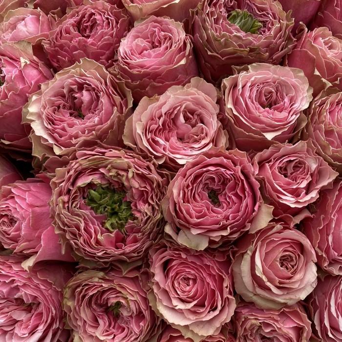 101 розовая пионовидная роза Белиз