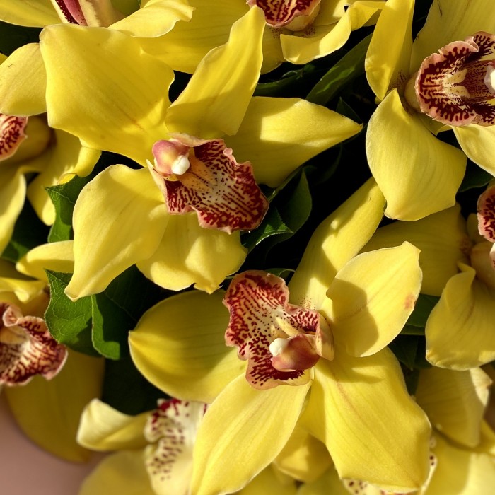 Букет из желтых орхидей