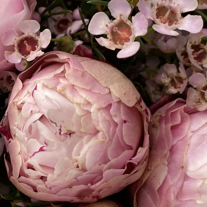 Букет с махровыми пионами