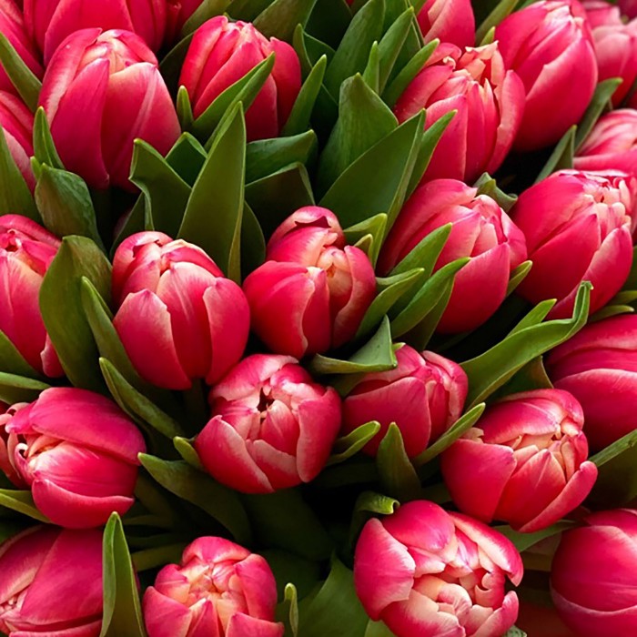 51 тюльпан Коламбус