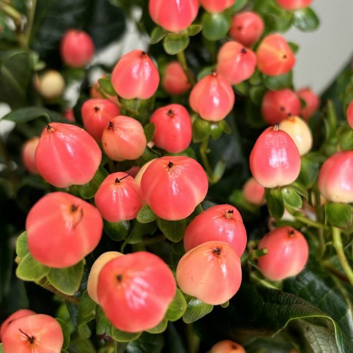 Букет из 25 розового гиперикума