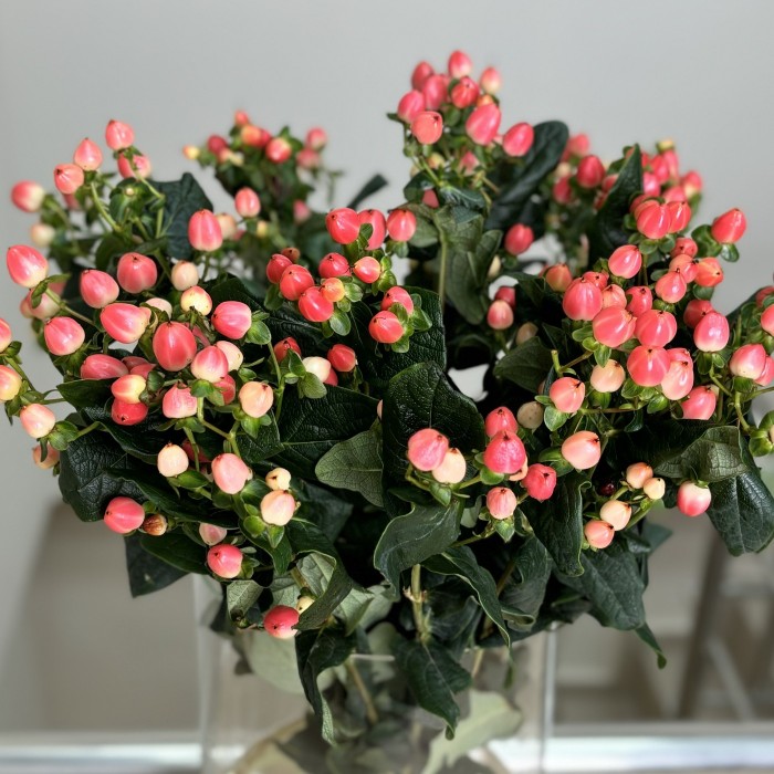 Букет из 25 розового гиперикума