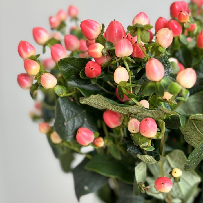 Букет из 25 розового гиперикума