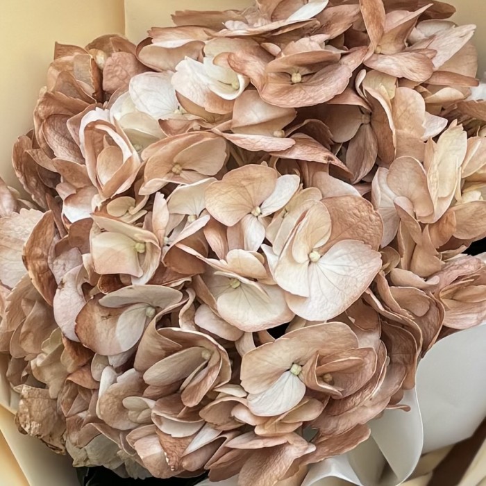 Букет с гортензией капучино