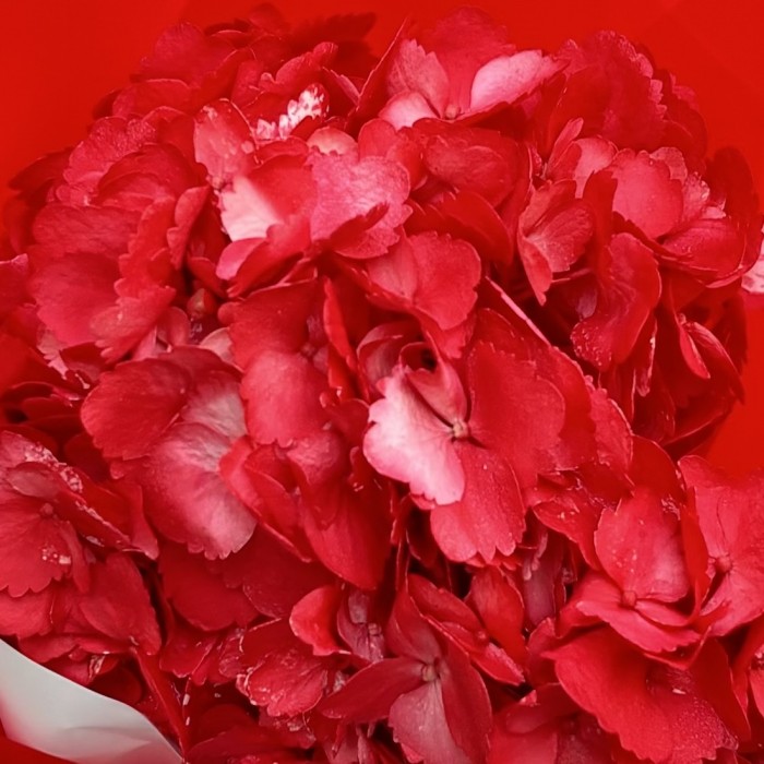 Букет с красной гортензией