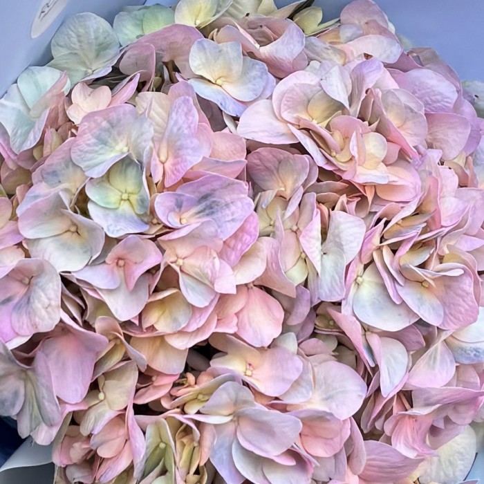 Букет с радужной гортензией