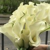 Каллы