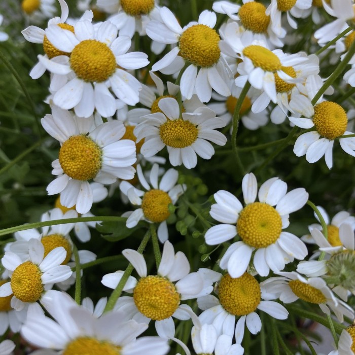 Корзина ромашек