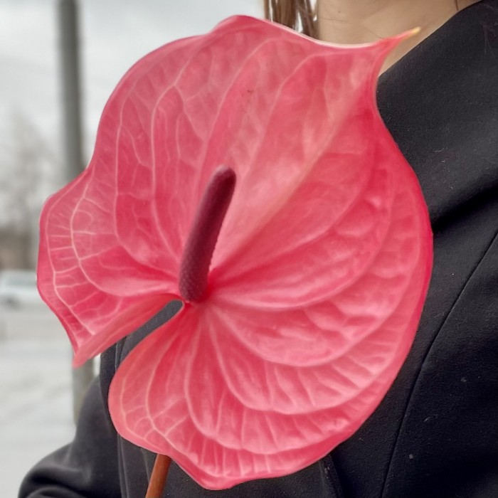 Антуриум темно-розовый