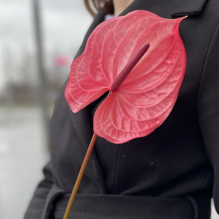 Антуриум темно-розовый