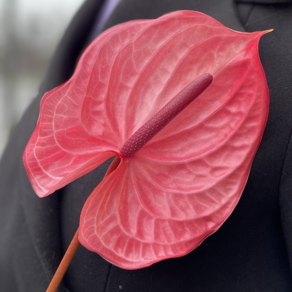 Антуриум темно-розовый