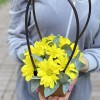 Желтая кустовая хризантема Бакарди в сумочке