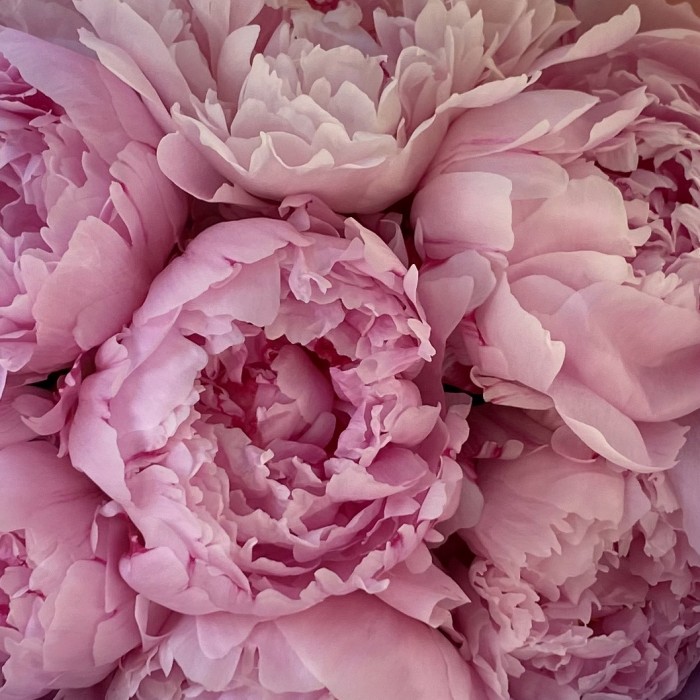 Букет Нежно розовые пионы