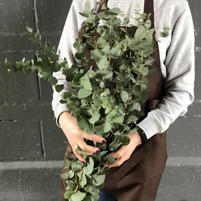 Зелень Эвкалипт