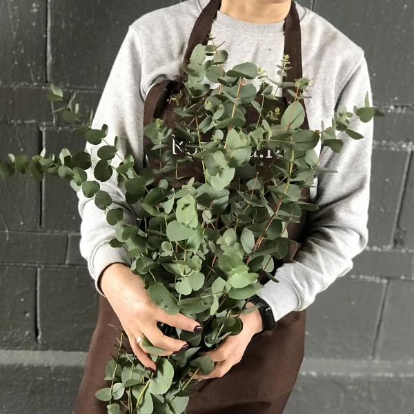 Зелень Эвкалипт