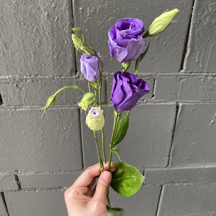 Эустома фиолетовая