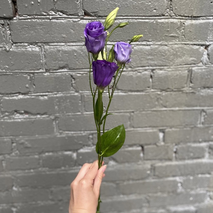 Эустома фиолетовая