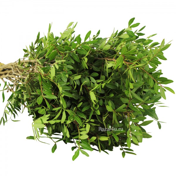 Зелень Фисташка (Писташ)