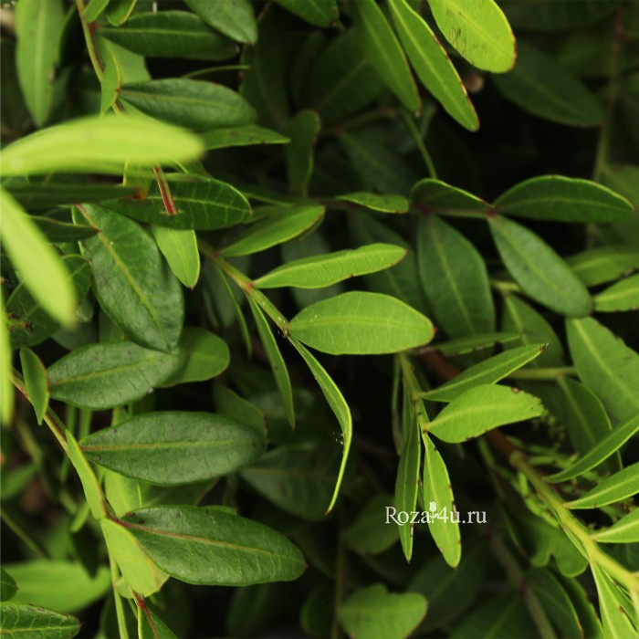 Зелень Фисташка (Писташ)