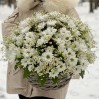 Корзина душистых хризантем и ромашек