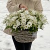 Корзина душистых хризантем и ромашек
