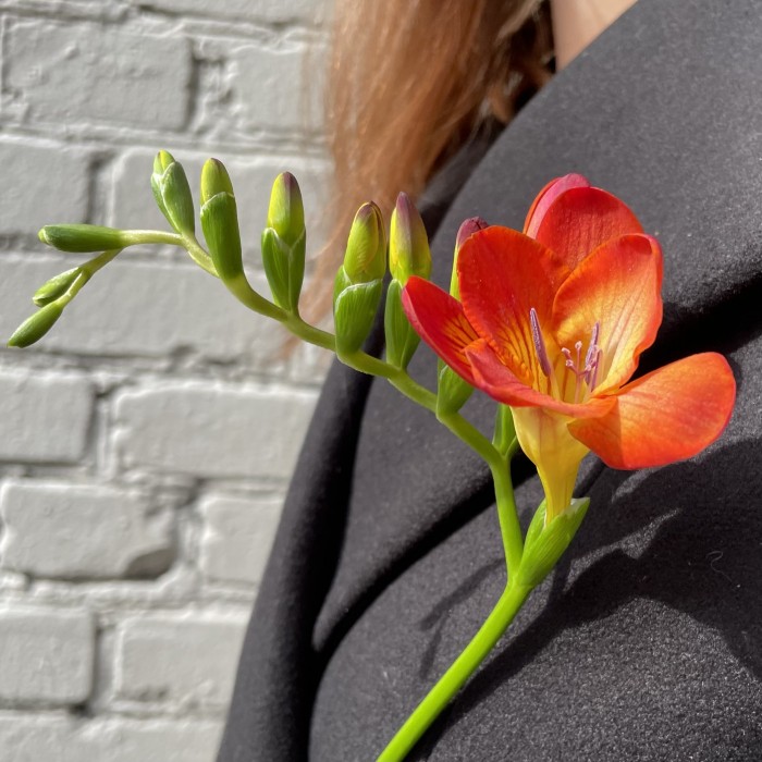 Фрезия микс