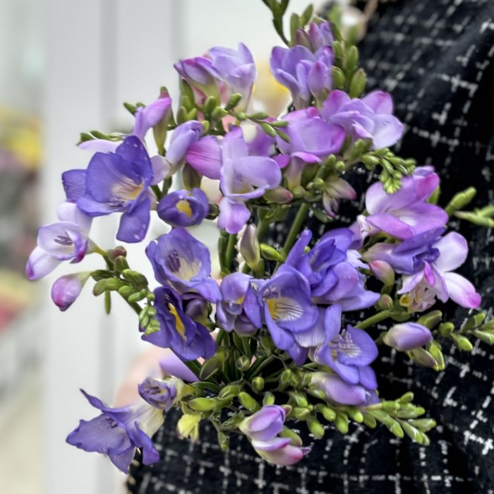 Фрезия фиолетовая