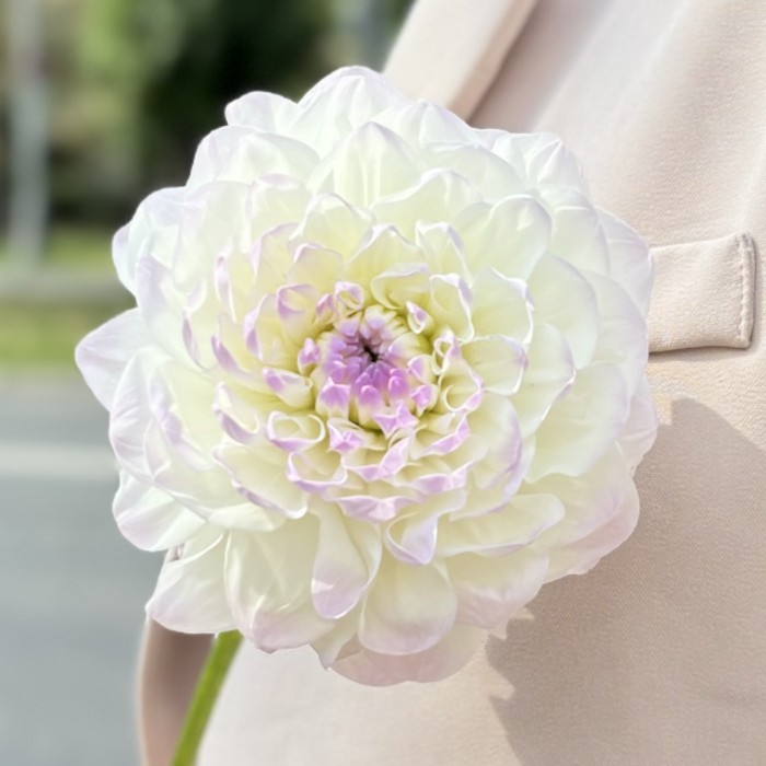 Георгин бело-сиреневый