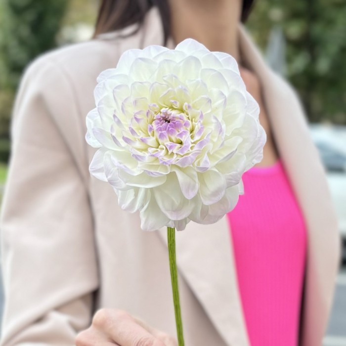 Георгин бело-сиреневый