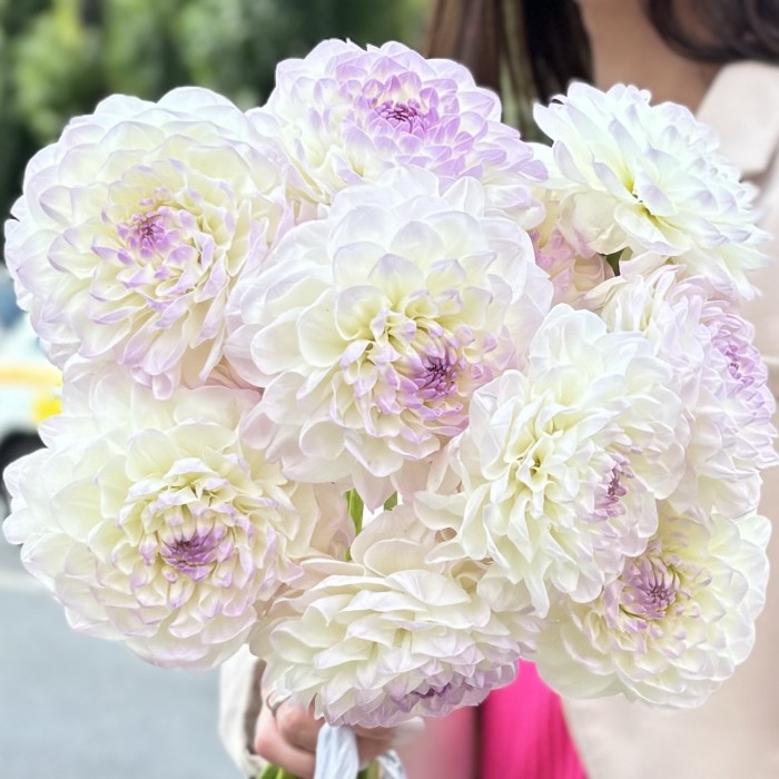 Георгин бело-сиреневый