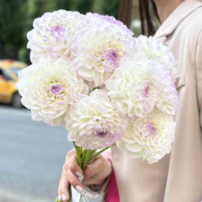 Георгин бело-сиреневый