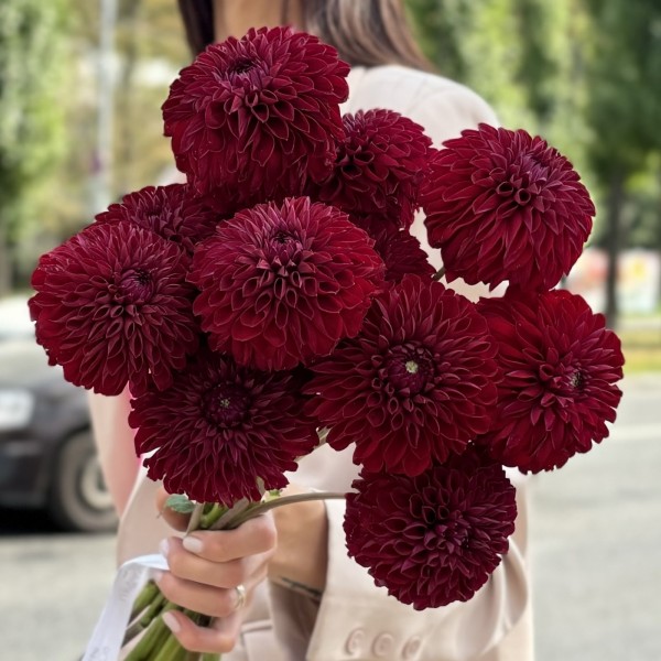 Георгин бордовый Помпон