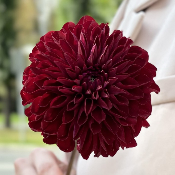 Георгин бордовый Помпон